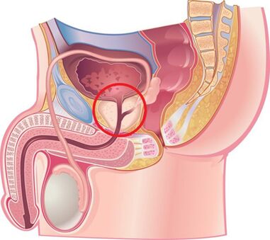 Положение простаты у мужчин